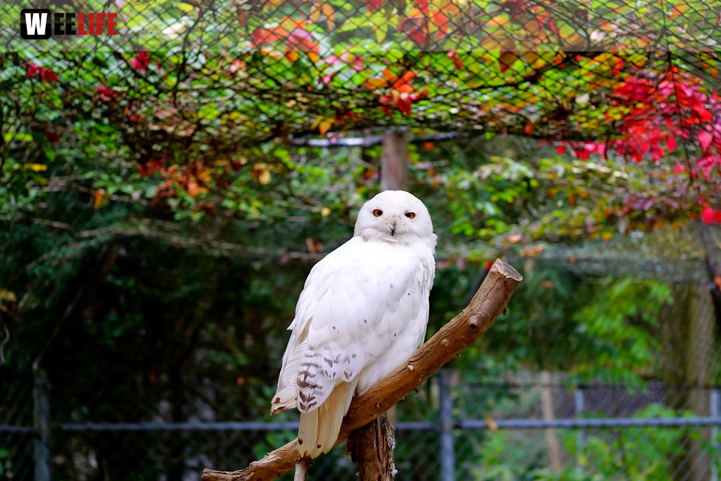 65 Jahre Hofer Zoo