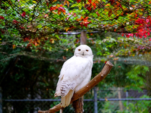 65 Jahre Hofer Zoo – Foto 52