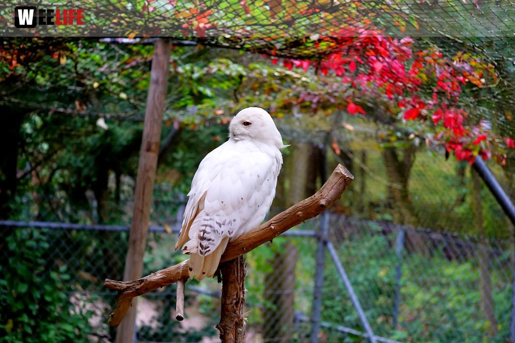 65 Jahre Hofer Zoo