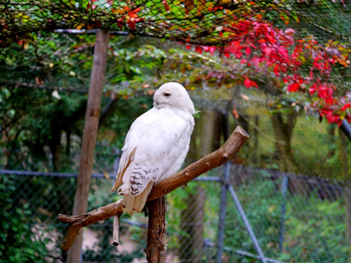 65 Jahre Hofer Zoo – Foto 53