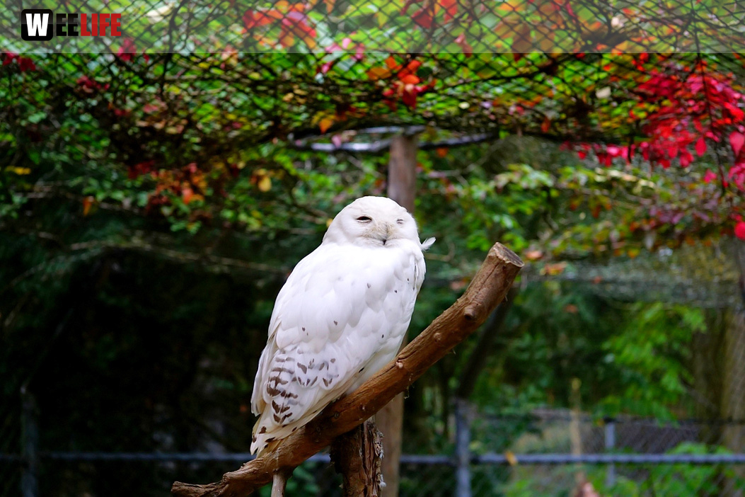 65 Jahre Hofer Zoo