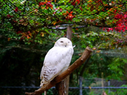 65 Jahre Hofer Zoo – Foto 54