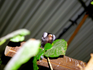 Foto 234073 im Album