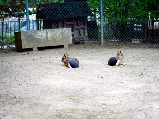 Foto 234075 im Album