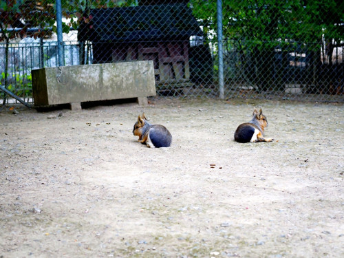 65 Jahre Hofer Zoo – Foto 57