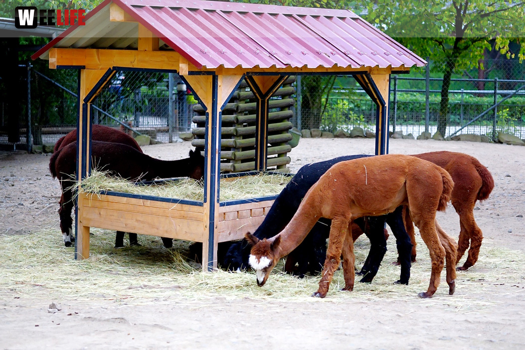 65 Jahre Hofer Zoo