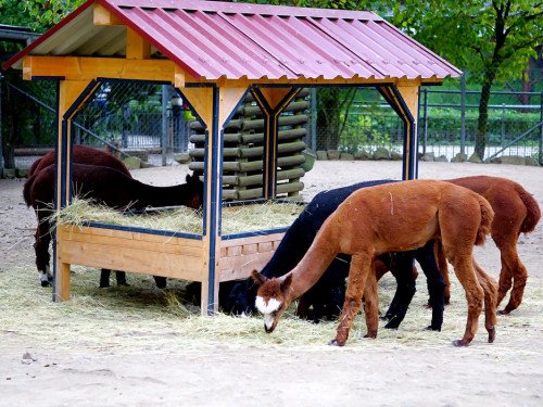 65 Jahre Hofer Zoo – Foto 59