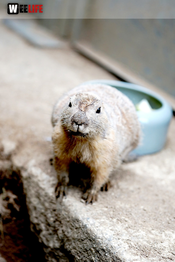 65 Jahre Hofer Zoo