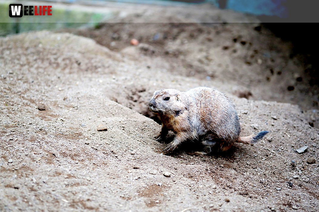 65 Jahre Hofer Zoo