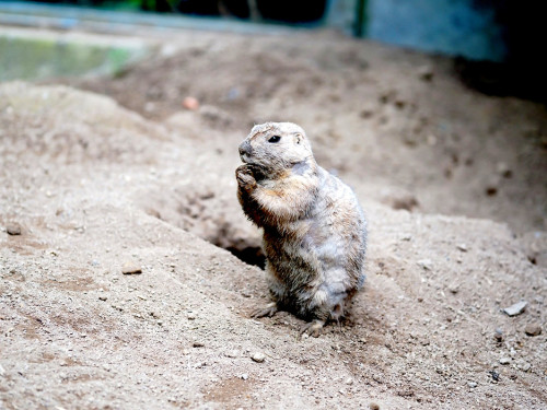 65 Jahre Hofer Zoo – Foto 122
