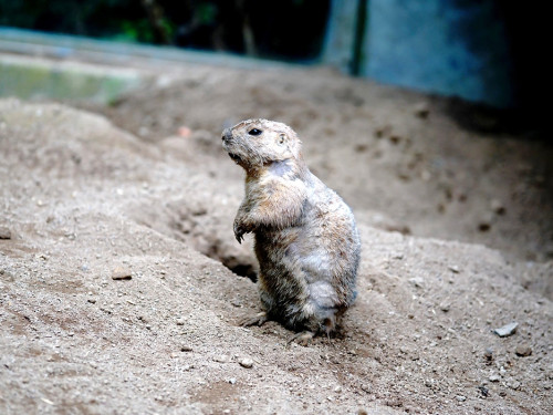 65 Jahre Hofer Zoo – Foto 123
