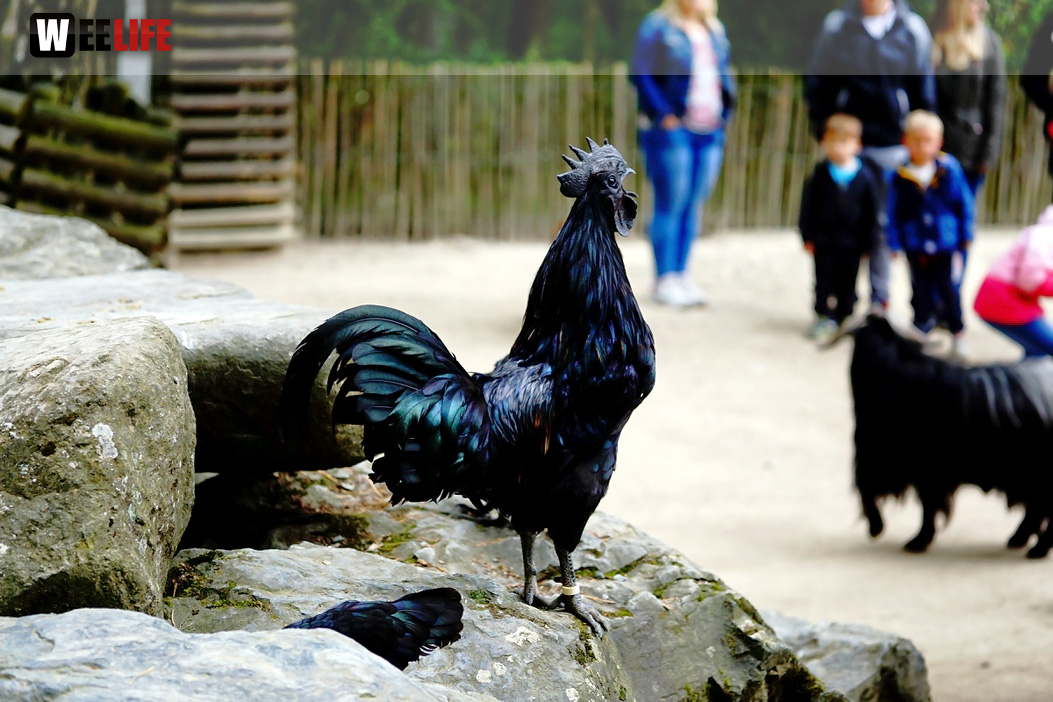 65 Jahre Hofer Zoo
