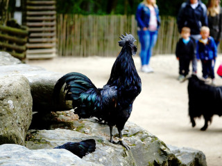 Foto 234143 im Album