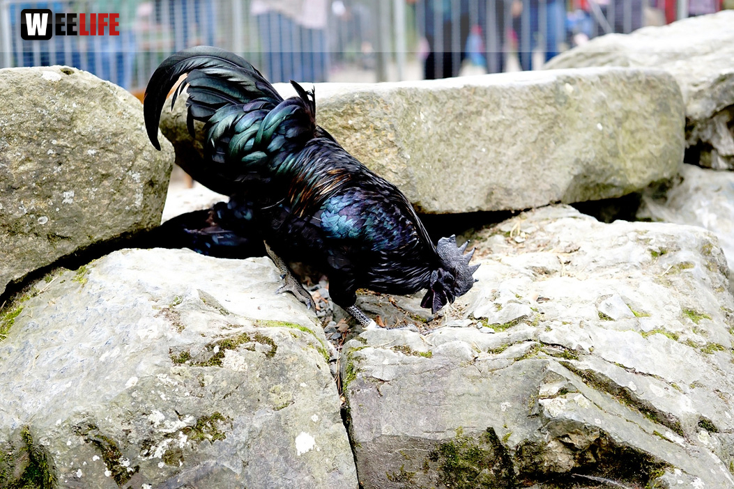 65 Jahre Hofer Zoo