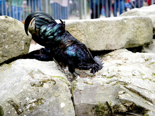 65 Jahre Hofer Zoo – Foto 127