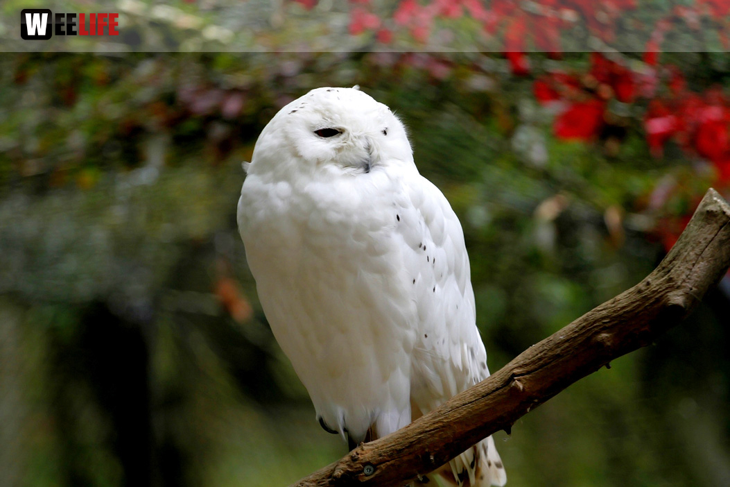 65 Jahre Hofer Zoo