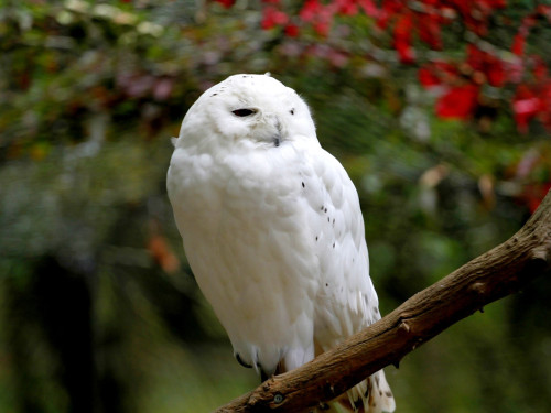 65 Jahre Hofer Zoo – Foto 128