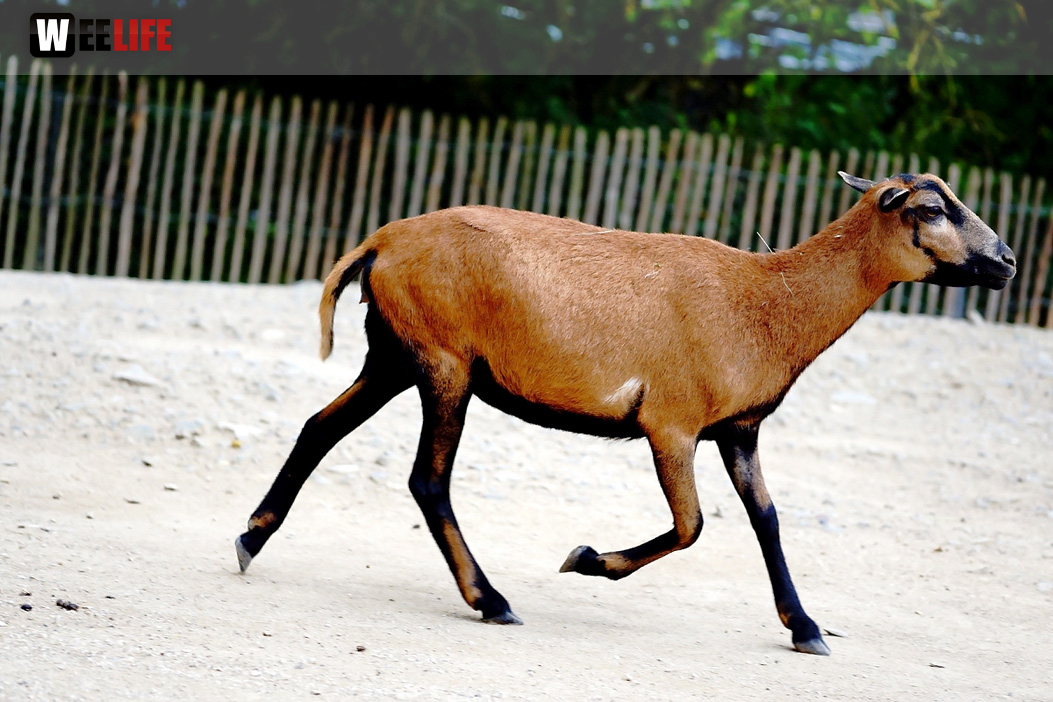 65 Jahre Hofer Zoo