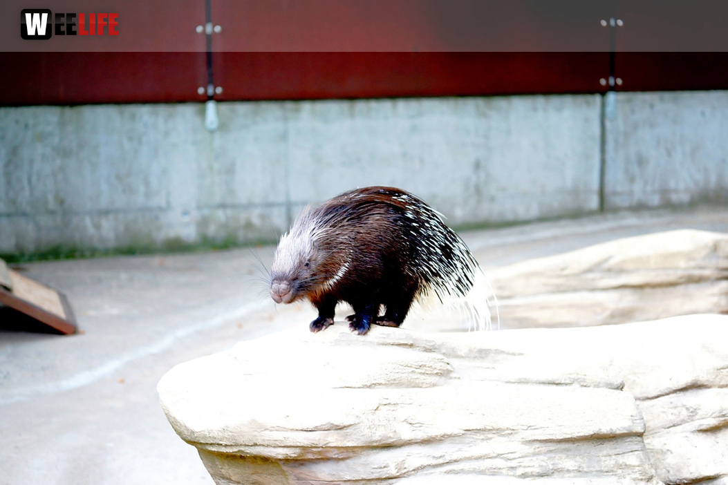 65 Jahre Hofer Zoo