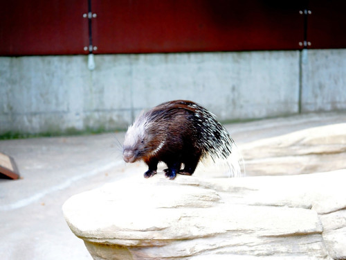65 Jahre Hofer Zoo – Foto 133