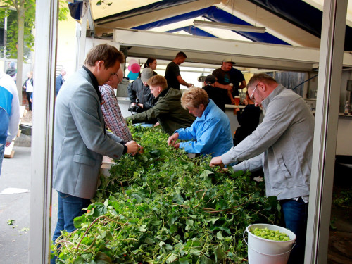 Hopfenzupferfest 2019 – Foto 25