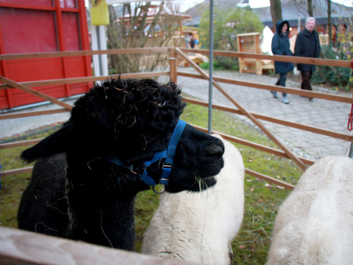 Mittelalterlicher Weihnachtsmarkt am Campus 2019 Samstag – Foto 16