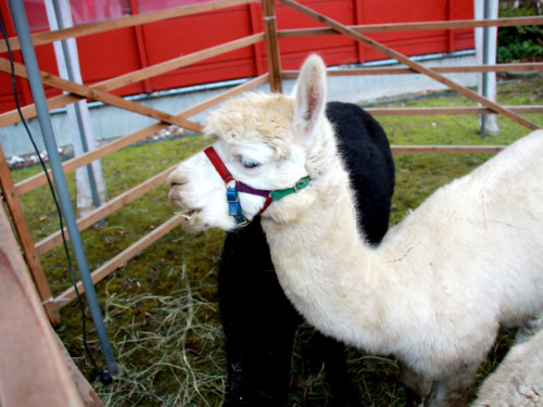 Mittelalterlicher Weihnachtsmarkt am Campus 2019 Samstag – Foto 18