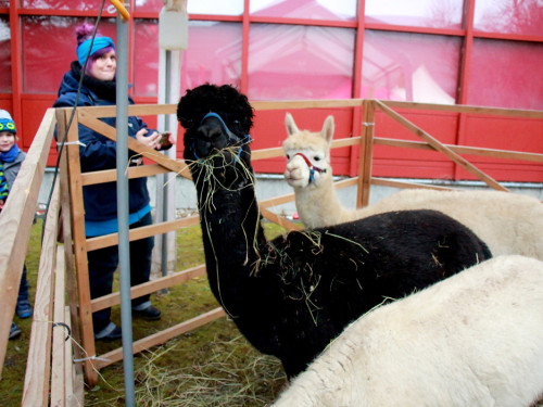 Mittelalterlicher Weihnachtsmarkt am Campus 2019 1.12.2019 Diakonie am Campus – Foto 51
