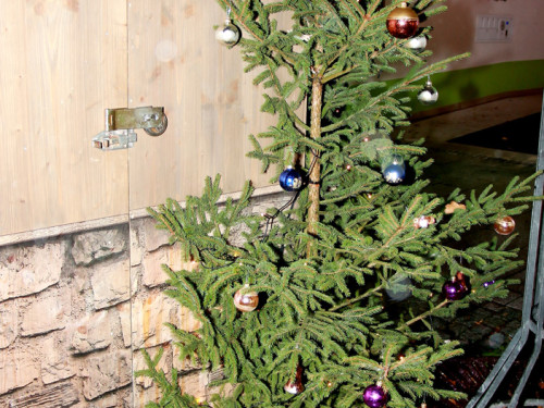 Hofer Weihnachtsmarkt  mit Rehauer Stadtkapelle 8.12.2019 – Foto 33
