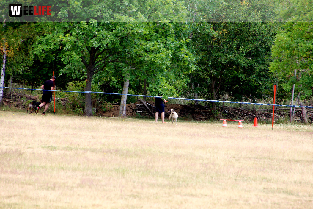 Bayerische Meisterschaft im Turnierhundesport