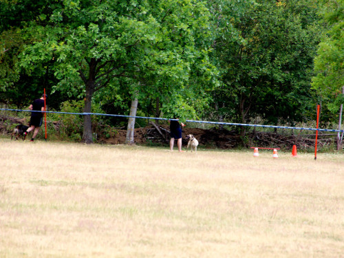 Bayerische Meisterschaft im Turnierhundesport – Foto 3