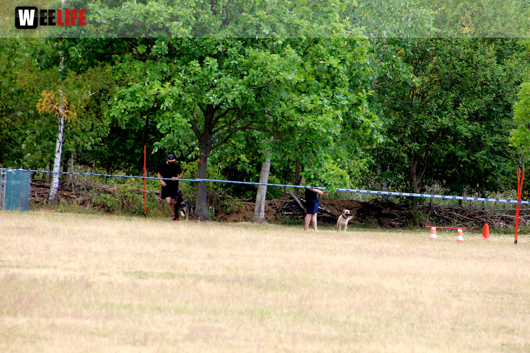 Bayerische Meisterschaft im Turnierhundesport