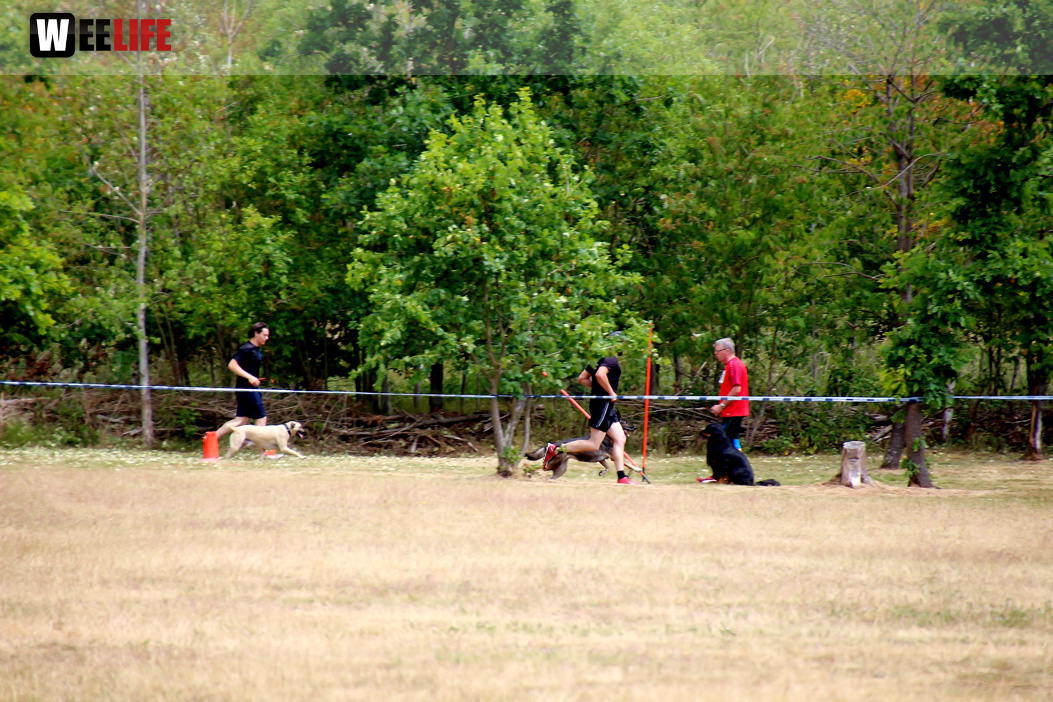 Bayerische Meisterschaft im Turnierhundesport