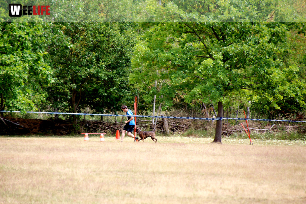 Bayerische Meisterschaft im Turnierhundesport