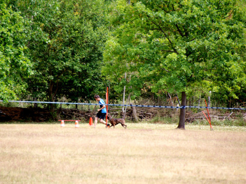 Bayerische Meisterschaft im Turnierhundesport – Foto 7