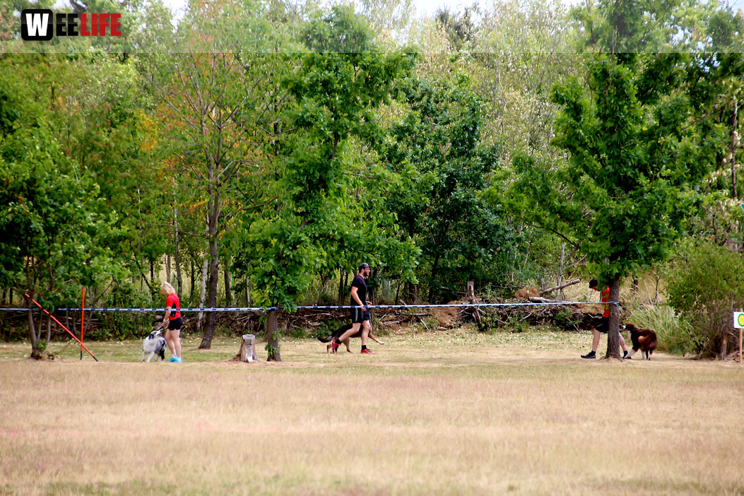Bayerische Meisterschaft im Turnierhundesport