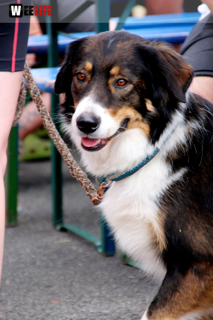 Bayerische Meisterschaft im Turnierhundesport