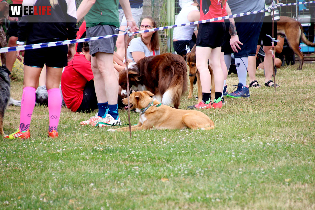 Bayerische Meisterschaft im Turnierhundesport
