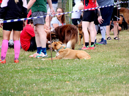 Bayerische Meisterschaft im Turnierhundesport – Foto 17