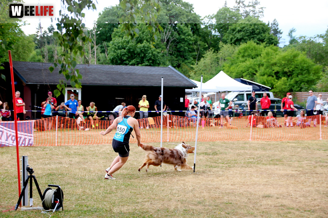 Bayerische Meisterschaft im Turnierhundesport