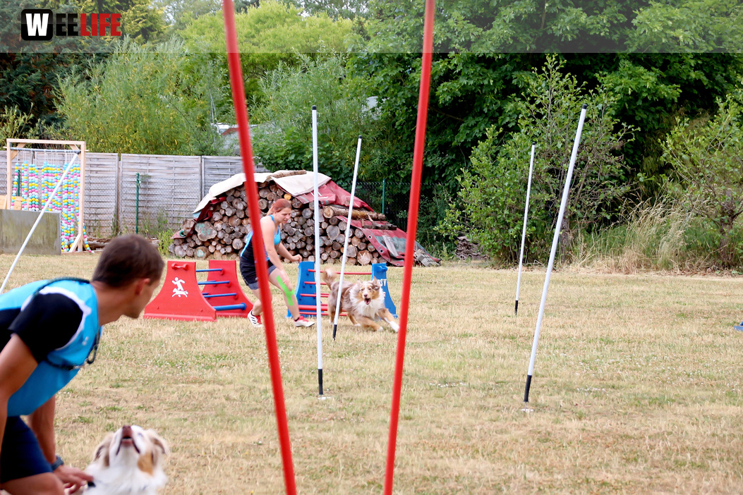 Bayerische Meisterschaft im Turnierhundesport