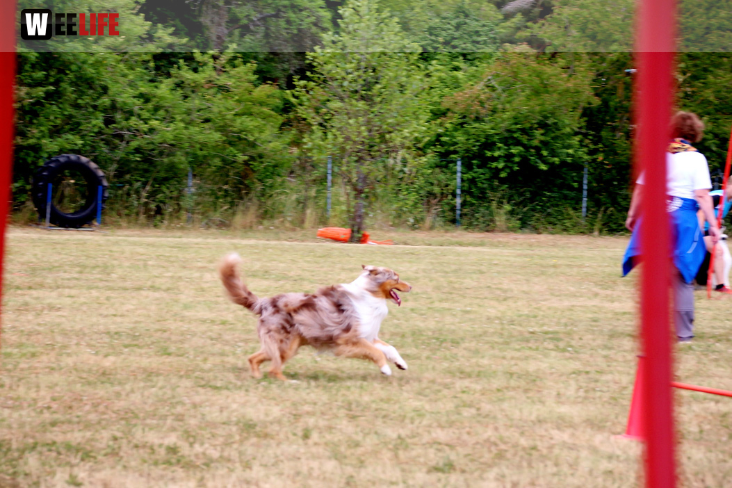 Bayerische Meisterschaft im Turnierhundesport