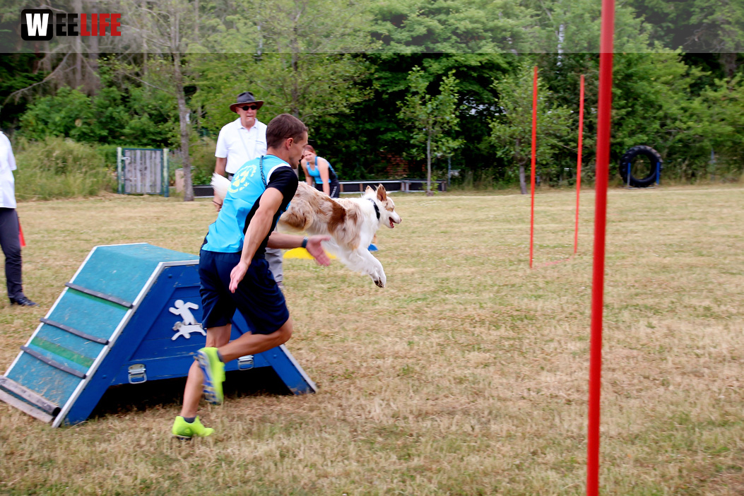 Bayerische Meisterschaft im Turnierhundesport