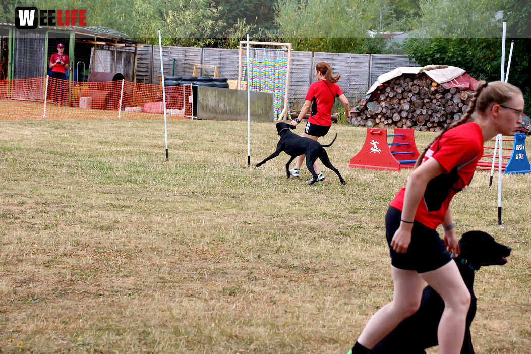 Bayerische Meisterschaft im Turnierhundesport