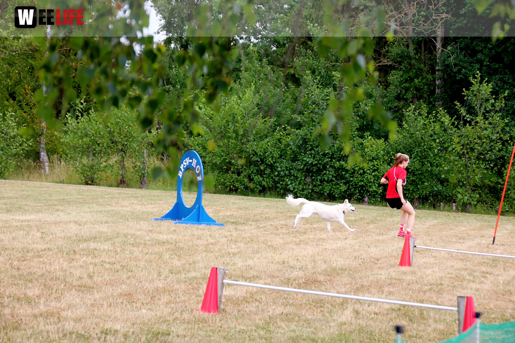 Bayerische Meisterschaft im Turnierhundesport
