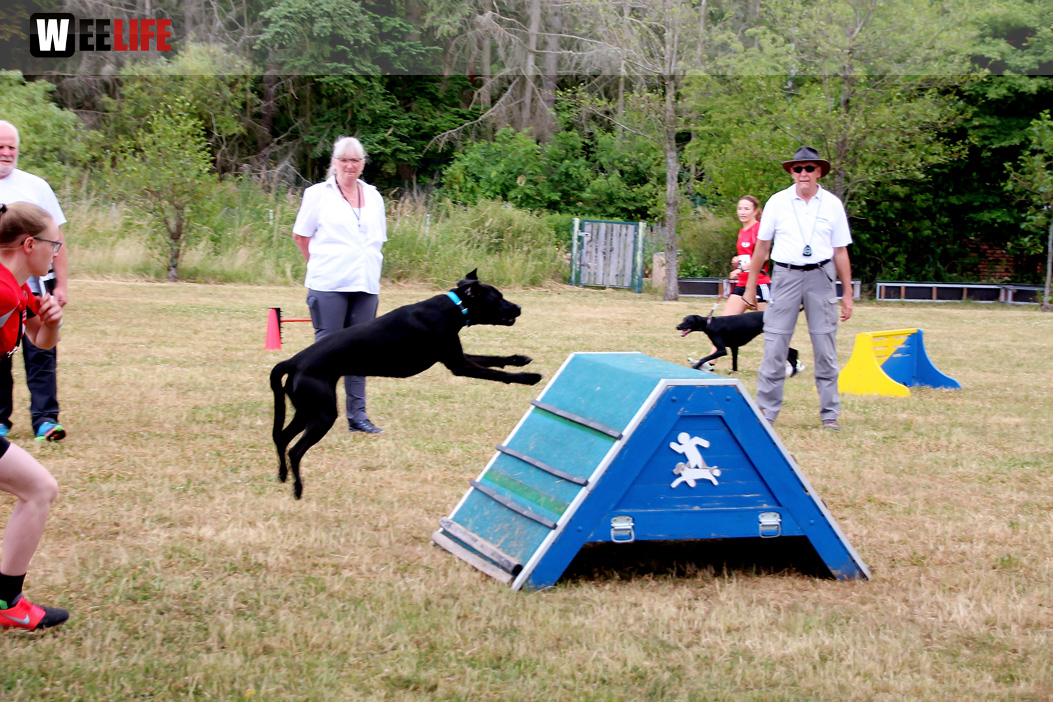 Bayerische Meisterschaft im Turnierhundesport