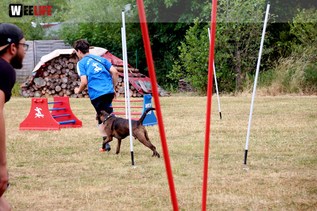 Bayerische Meisterschaft im Turnierhundesport