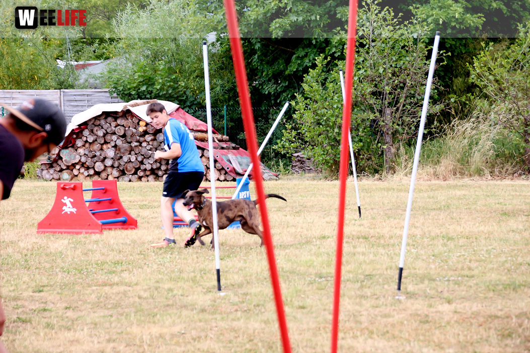 Bayerische Meisterschaft im Turnierhundesport