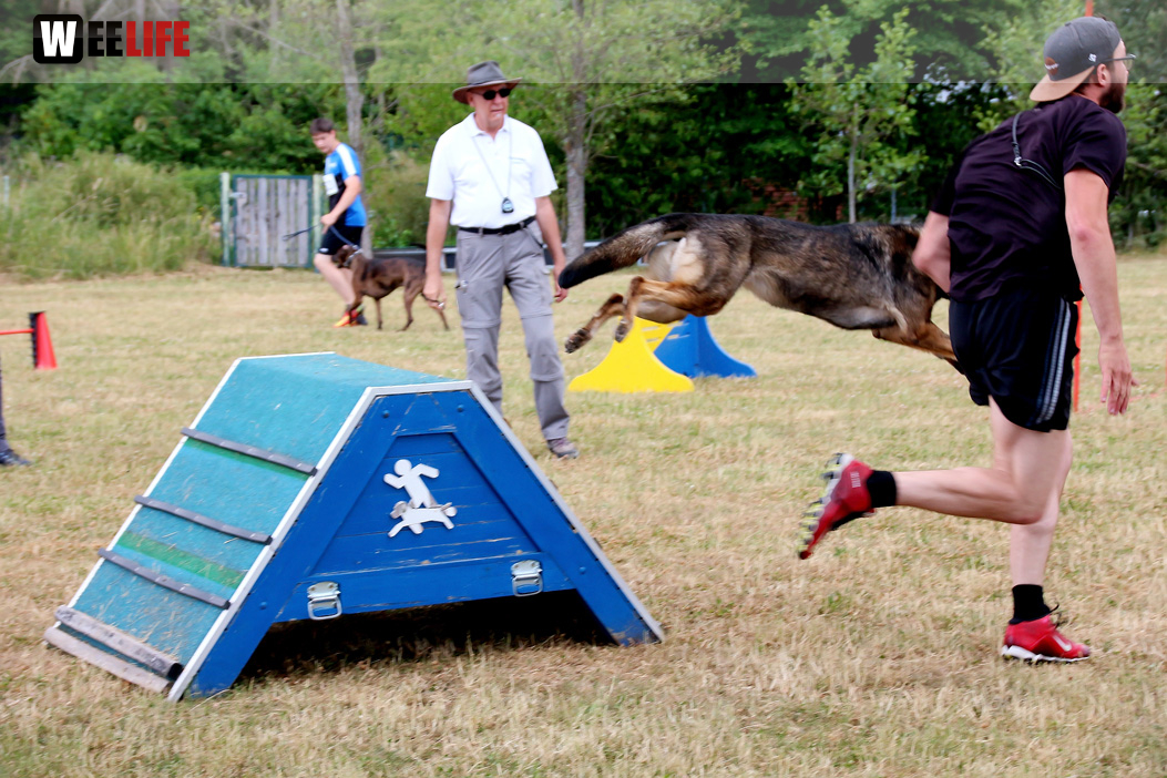 Bayerische Meisterschaft im Turnierhundesport