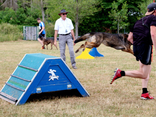Bayerische Meisterschaft im Turnierhundesport – Foto 51